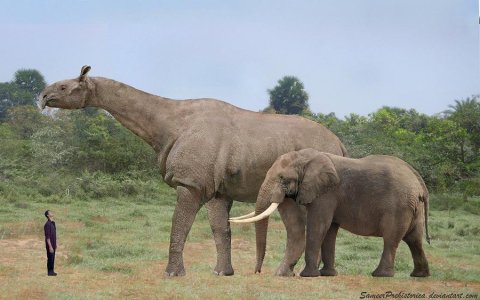 Paraceratherium - from the rhinocerous family - regarded as the largest land mammal to roam the earth ever. Fossils found mainly in Southeastern Europe and Asia. 